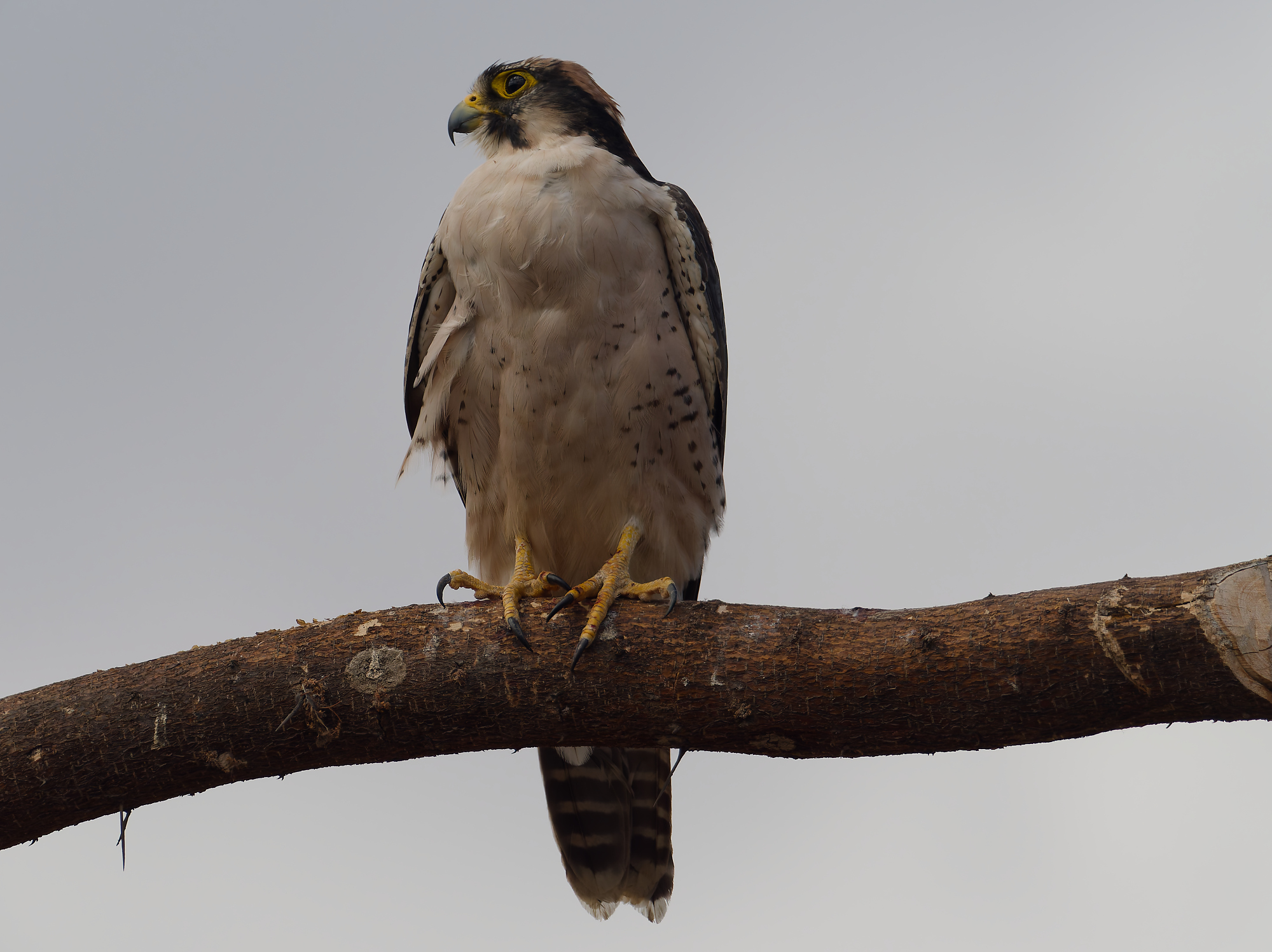 Click to open Dag 23: Esilalei, Arusha
